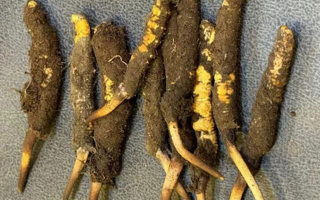 冬蟲夏草老人服用指南：科學方法與健康養護