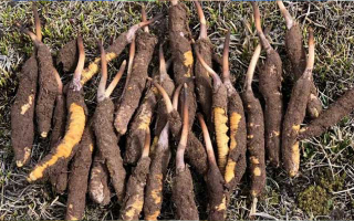 一根鮮冬蟲(chóng)夏草多少克？多因素決定重量差異