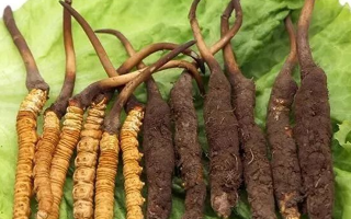 新鮮冬蟲夏草的正確食用指南：解鎖自然珍品的營養密碼