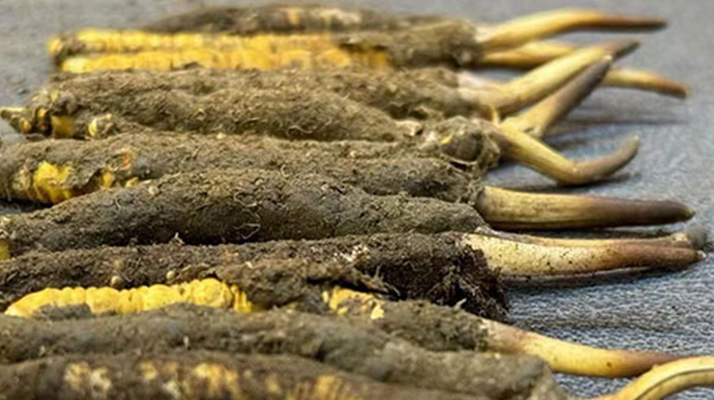 一根鮮<a href=http://www.gmsign.com.cn/jiage/ target=_blank class=infotextkey>冬蟲夏草多少錢</a>？影響價格的核心因素解析