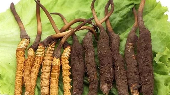 真空鎖鮮:<a href=http://www.gmsign.com.cn/xinxian/ target=_blank class=infotextkey>新<a href=http://www.gmsign.com.cn/xinxian/ target=_blank class=infotextkey>鮮冬蟲夏草</a></a>的科學保存方法