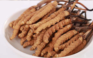 冬蟲夏草藥酒飲用指南：滋補養生的正確打開方式