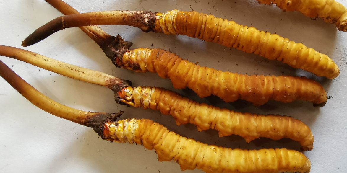 冬蟲夏草燉鮮鮑排骨湯：秋冬滋補的養生佳品