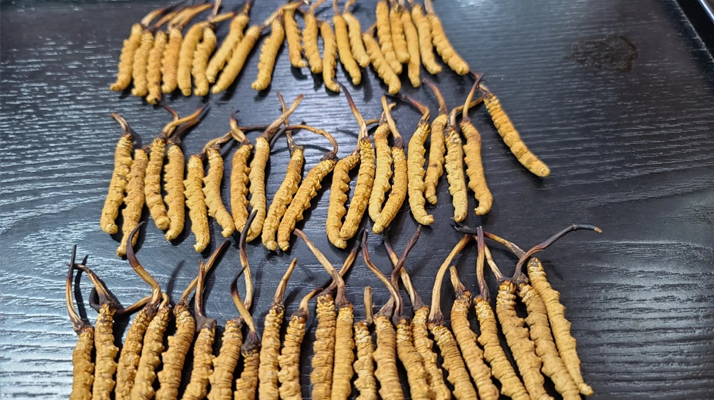 冬蟲夏草：價值光環下的真相與爭議