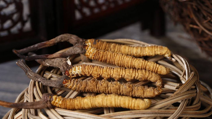 冬蟲夏草價格：波動中的 “軟黃金” 價值剖析