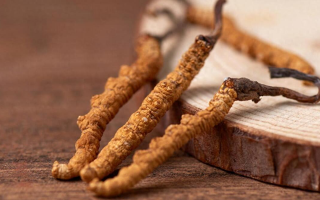 吃冬蟲夏草的好處有哪些？科學解讀這株"雪山黃金"的養生價值