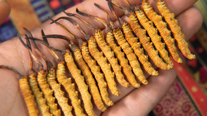 今年<a href=http://www.gmsign.com.cn/xinxian/ target=_blank class=infotextkey>鮮冬蟲夏草</a>價格如何?