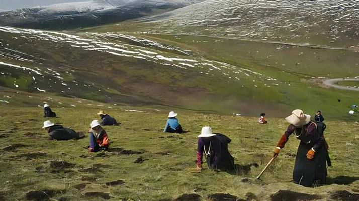 西藏鮮冬蟲夏草<a href=http://www.gmsign.com.cn/ target=_blank class=infotextkey><a href=http://www.gmsign.com.cn/s/nqcc/ target=_blank class=infotextkey>那曲蟲草</a></a>