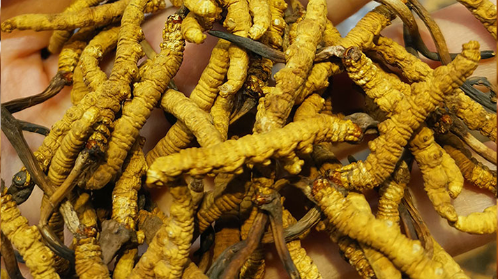 冬蟲夏草優劣的區別