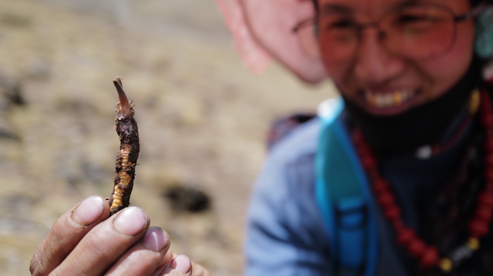 冬蟲夏草采取時間