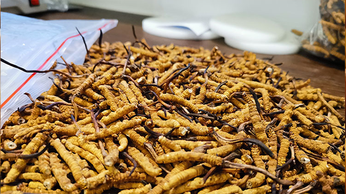 野生<a href=http://www.gmsign.com.cn/jiage/ target=_blank class=infotextkey>冬蟲夏草價格</a>表