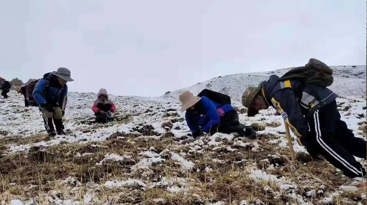 冬蟲夏草核心產區行情