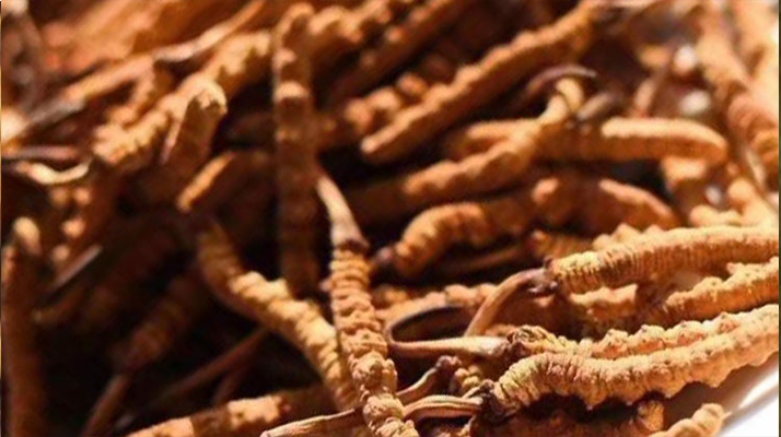 野生<a href=http://www.gmsign.com.cn/jiage/ target=_blank class=infotextkey>冬蟲夏草多少錢</a>一克