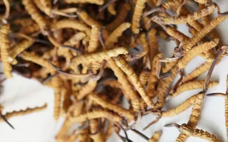 冬蟲夏草產地怎樣分布的