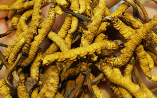 野生冬蟲(chóng)夏草怎么買