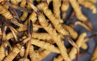 冬蟲夏草在哪里生長(zhǎng)