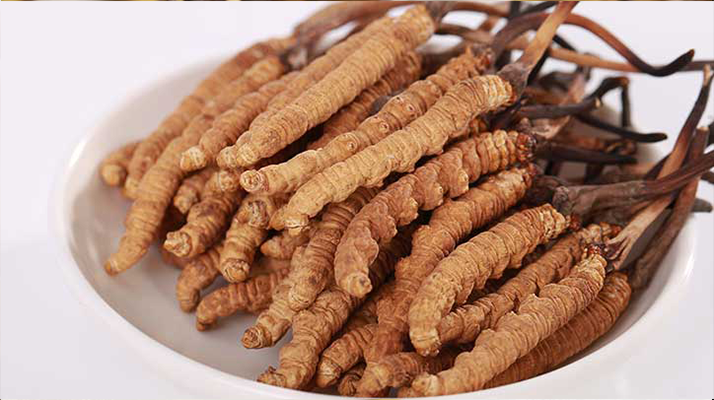 冬蟲夏草煎水每次幾根