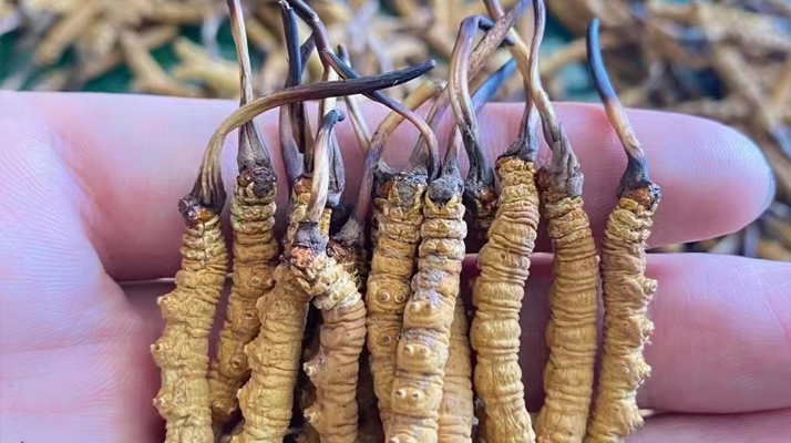 冬蟲夏草曬干幾克最好：按需定重的科學指南