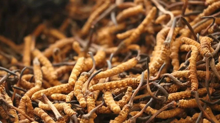 冬蟲夏草老人每天用量