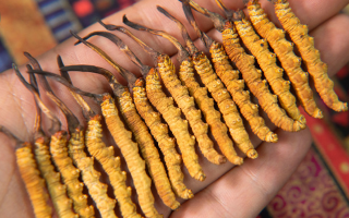 沈陽(yáng)哪里有賣冬蟲夏草的