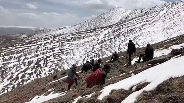 冬蟲夏草是什么季節(jié)挖的