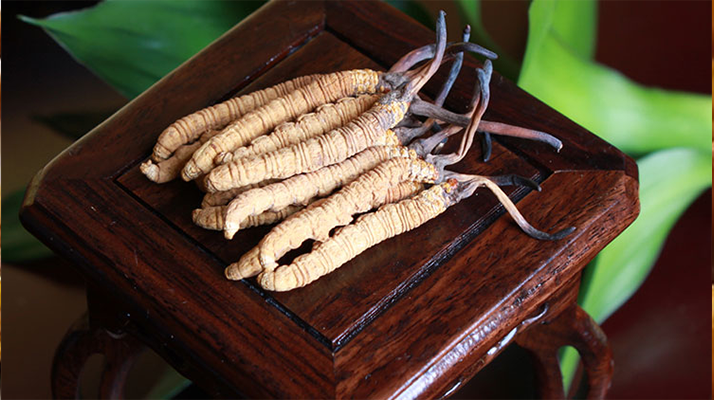 新鮮<a href=http://www.gmsign.com.cn/jiage/ target=_blank class=infotextkey>冬蟲夏草的價格</a>一根