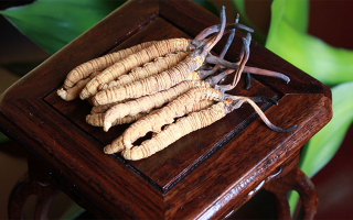 新鮮冬蟲夏草的價(jià)格一根