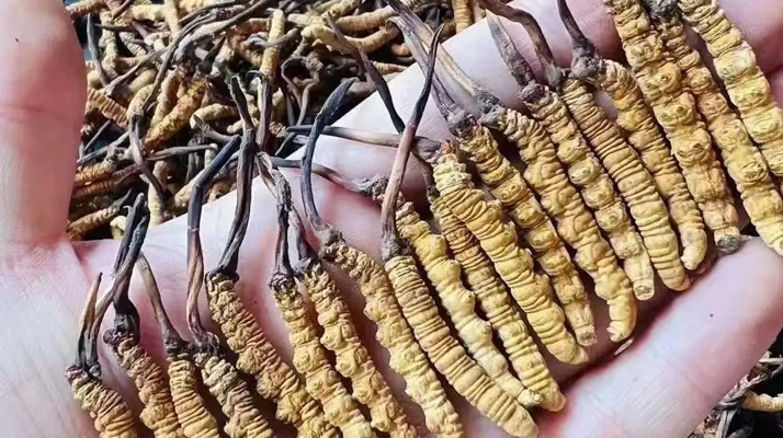 冬蟲夏草的成分解析：揭秘其滋補價值的物質(zhì)基礎(chǔ)
