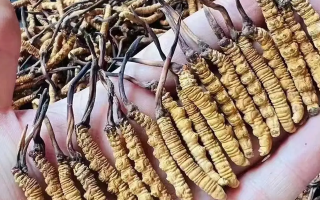 冬蟲夏草的成分解析：揭秘其滋補價值的物質(zhì)基礎(chǔ)