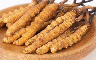 在西藏，冬蟲(chóng)夏草真的觸手可得？