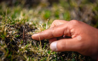 冬蟲夏草怎么找？自然采挖與市場獲取全指南
