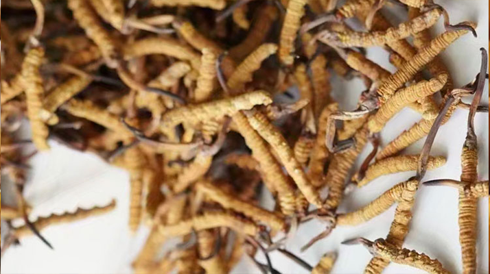 野生<a href=http://www.gmsign.com.cn/jiage/ target=_blank class=infotextkey>冬蟲夏草價格</a>揭秘：多因素交織下的市場行情