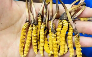 冬蟲夏草鮮草的科學儲存方法：鎖住營養與品質的關鍵