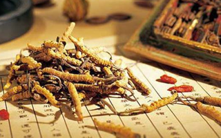 老人可以喝冬蟲夏草湯嗎？科學(xué)分析與飲用指南