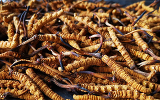 國際市場冬蟲夏草行情分析：從東方瑰寶到全球健康投資的戰略商品