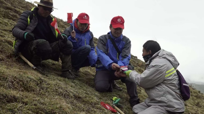 冬蟲夏草：把握最佳采摘季，守護自然饋贈