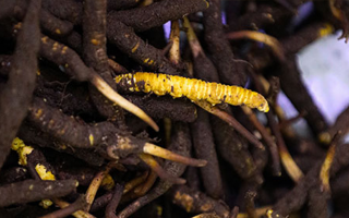 新鮮冬蟲夏草可以冷凍嗎？科學保存指南來了