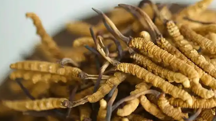 冬蟲夏草怎么看好壞？掌握這幾招，輕松辨優(yōu)劣