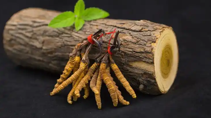 冬蟲夏草一開始長什么樣？從幼蟲到蟲草雛形的生長歷程