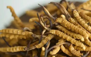 冬蟲夏草怎么看好壞？掌握這幾招，輕松辨優(yōu)劣