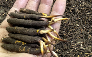 一天一根新鮮冬蟲夏草，這些功效藏不住