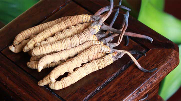 長期干咳如何吃冬蟲夏草：潤肺止咳的科學食用指南