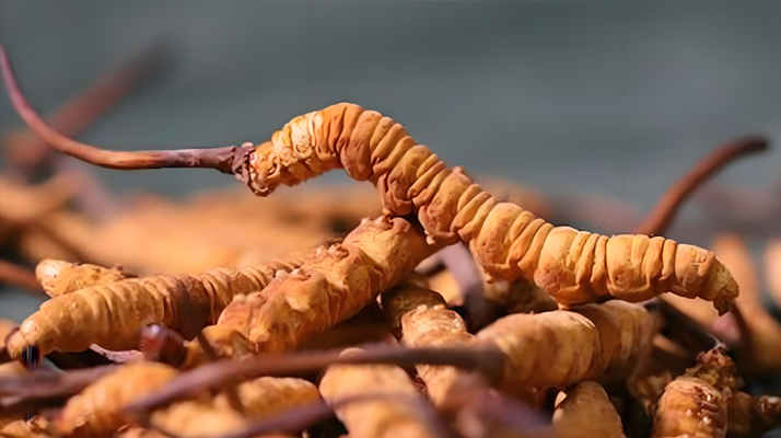冬蟲夏草泡酒全攻略：所需材料、選材標準與準備指南