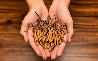 冬蟲夏草泡茶喝的正確方法：便捷滋補的實用指南