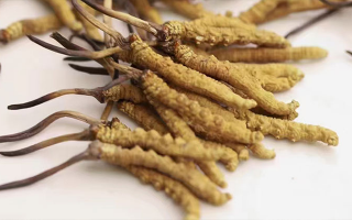 長時間吃冬蟲夏草會導致掉頭發嗎？