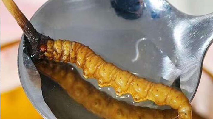 水煮鮮冬蟲夏草：保留營養的最佳做法