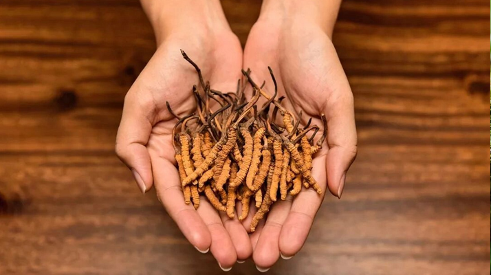 正宗新鮮<a href=http://www.gmsign.com.cn/jiage/ target=_blank class=infotextkey>冬蟲夏草價格</a>解析