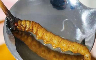 水煮鮮冬蟲夏草：保留營養的最佳做法