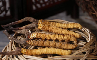 冬蟲夏草煲湯怎么煲好喝？營養與口感雙優的實用指南