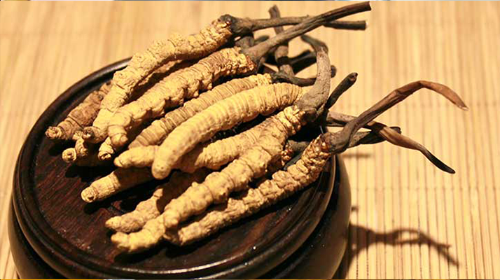 剛挖采的冬蟲夏草怎么辦？科學處理與儲存指南